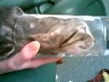 Kitten in a glass.mp4