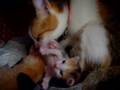 Cat baths her baby kitten