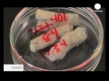Researchers at Stanford University have found a new method of water purification that is both faster and cheaper than existing methods. The department of Materials Science and Engineering created a filter with plain cotton cloth coated with tiny particles called nanomaterials. The cloth is then capable of decontaminating bacteria. Now they're keen to turn the so called 