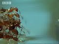  amazon fire ant ants colony river waves fish queen baby babies