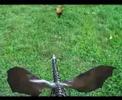 Totoro vs Dragon Totoro vs Dragon