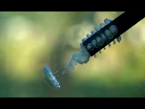 how to turn fps up on paintball gun