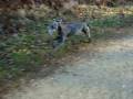 videos de Lurcher racing