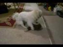 Bagel VS Curious George