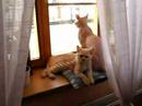 Sphynx Mumi