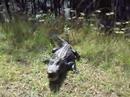 Scary Aligator At Okefenooke Swamps In USA Scary Aligator At Okefenooke Swamps In USA