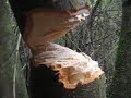 tirando el arbol con un cuchillo by warmin and gus