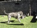 Ierse wolfshond
