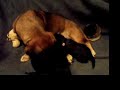 Puppies Puppies