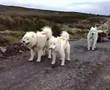Mushing with three Samoyed dogs in the summer
