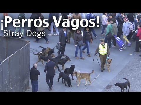 PERROS DE ATAQUE - Daily Observations - Ataque de Perros Vagos a Carabinero - Stray Dogs Attack to Policeman See Another video shot at Pichichidangui, Chile, where dogs attack ...