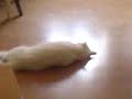 My Cat Ollie Do Roll Over My Cat Ollie Do Roll Over