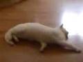 My Cat Ollie Do Roll Over