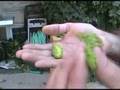 Harvesting Home Grown Hops