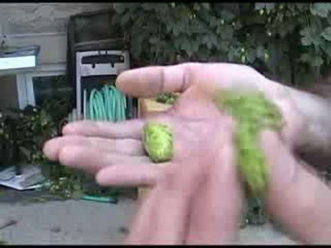 how to harvest hops