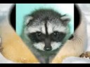 Save The Animals Before Its To Late Save The Animals Before Its To Late