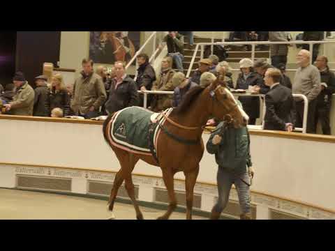 Juddmonte Draft Lights Up Day 3 of December Mares Sale