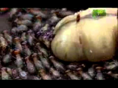 how to eliminate termites naturally