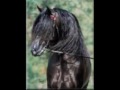 2x Top 5 National Halter Mare, Proven Producer for Sale