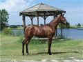 2x Top 5 National Halter Mare, Proven Producer for Sale