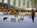 Herding - EuroDogShow 2008 Herding - EuroDogShow 2008