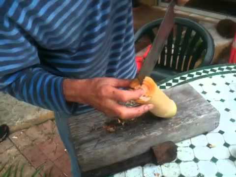 how to transplant golden cane palms