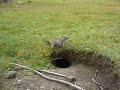 Marmotte