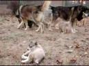 Adults Playing with Cubs
