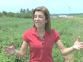 Global Warming Affects Crops, Food Supply