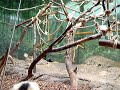 Apes Apes