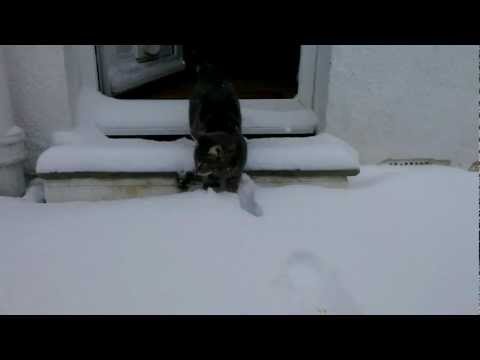 meets - After being sent home from work the first thing I did on getting home was to check outside the back door to see if there were any cat paw prints. There weren...