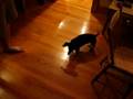 Dog Chasing Flashlight
