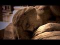 videos de SYNDROME de Yannick Delhaye