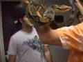 Watch 'Shaffee TV - with the Reptile Wrangler'