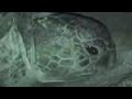 Amazing mother turtle laying eggs at night - Unknown Africa - BBC wildlife