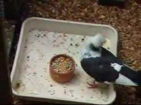 how to treat pmv in pigeons