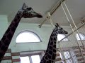 Giraffen Jungtier  (ca.4 Monate alt)