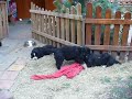 ?t??ata ze Slunn�ho dvora