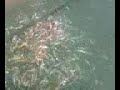 cefalo assassino - pesce trita rifiuti