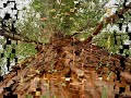 Rush - The Trees