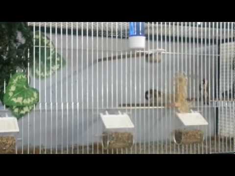 karderines - 