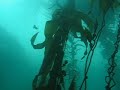 Diving in kelp Diving in kelp
