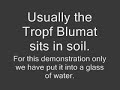 Demo of Tropf-Blumat