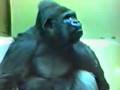 JAMBO THE JERSEY GORRILLA