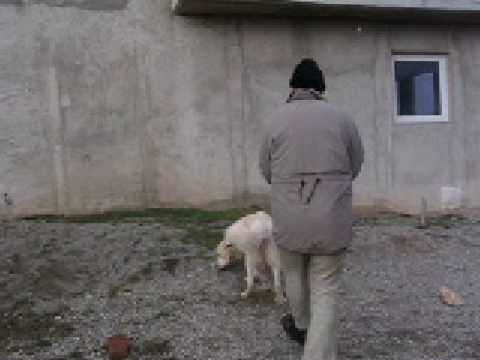 Qeni+i+sharrit+ne+gara