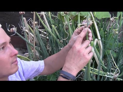 how to harvest egyptian walking onions