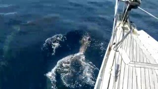 Delfin Watching