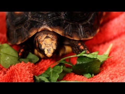 how to provide calcium for turtles