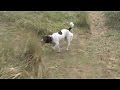 Daisy the English Springer Spaniel Video 2