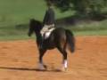 ROULETTE  2004 Registered GOV mare